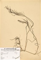 藏品(千金子)的圖片